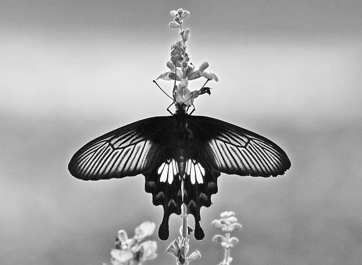 会员平台正规的免费ddos压力测试平台